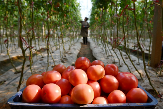 （原创）河北肥乡：设施蔬菜助农增收_fororder_河北肥乡：设施蔬菜助农增收1123