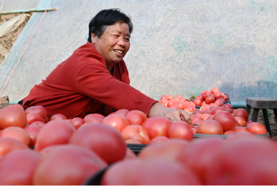 （原创）河北肥乡：设施蔬菜助农增收_fororder_河北肥乡：设施蔬菜助农增收1172