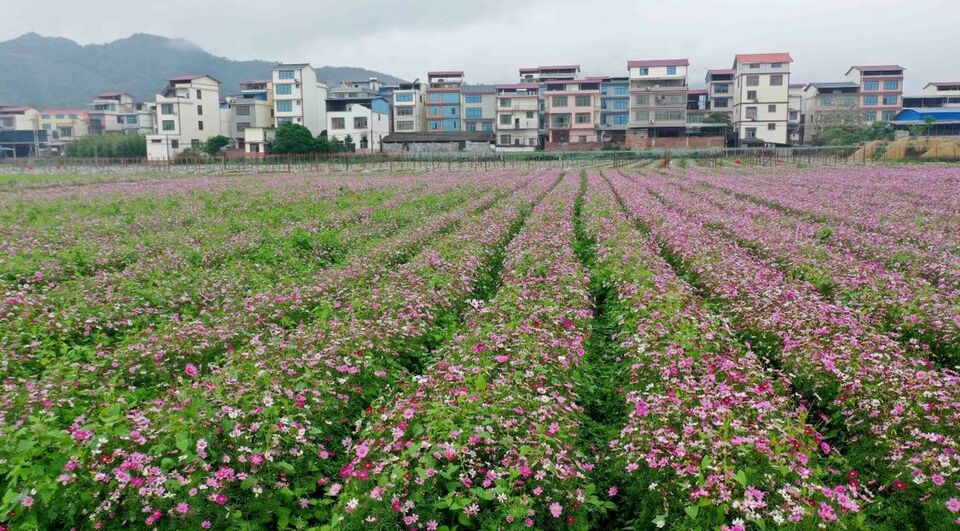 广西：田园景色美