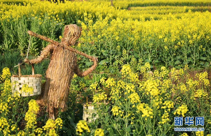 重庆云阳：油菜花香春意浓