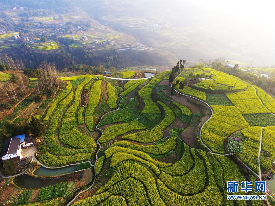 重庆云阳：油菜花香春意浓