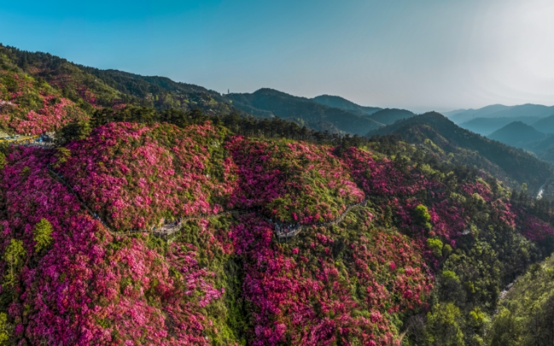 武汉黄陂：杜鹃花开满山红