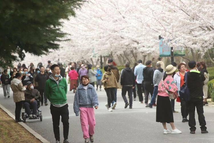 大连劳动公园樱花抢先盛开