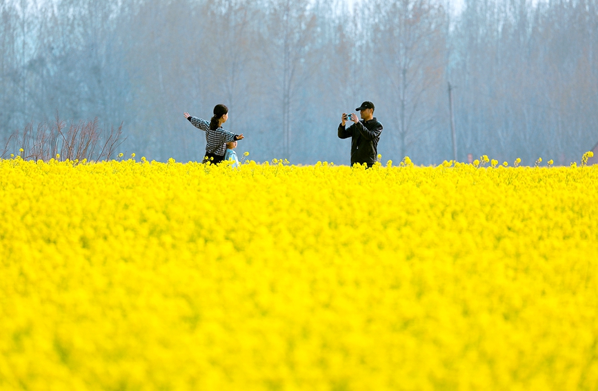 河南安阳：油菜花海 乐享春光