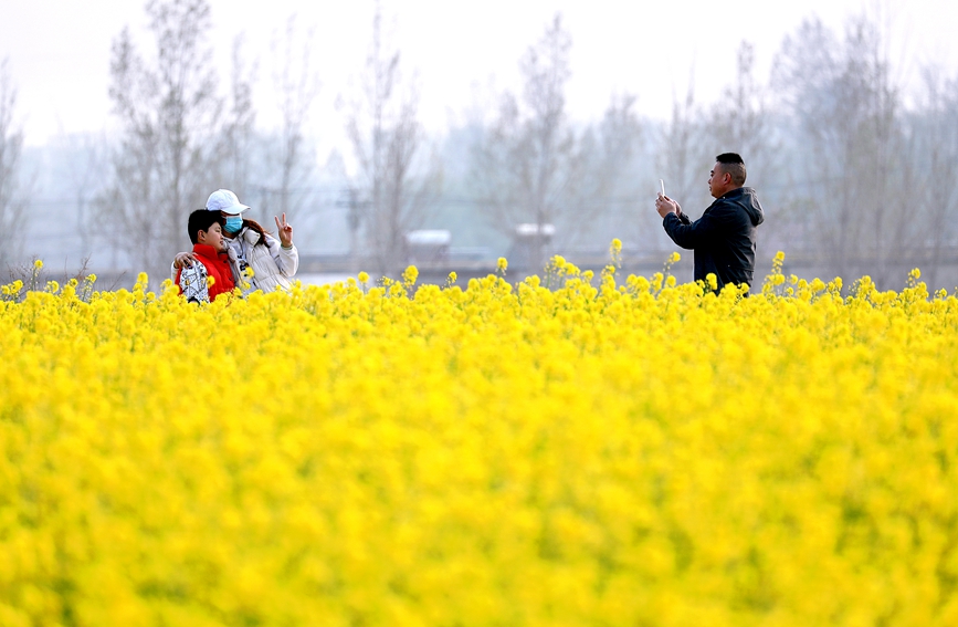 河南安阳：油菜花海 乐享春光