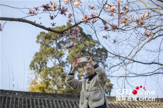 【专题 相约三国圣地 最美花海勉县 热点聚焦】陕西勉县：400余年古旱莲盛开