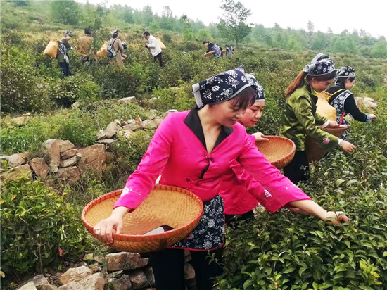 南阳市内乡县：茶旅融合 助力乡村振兴_fororder_采茶现场 摄影 李红亚