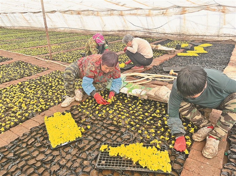 哈尔滨市平房区：风暖备耕忙增收动力足