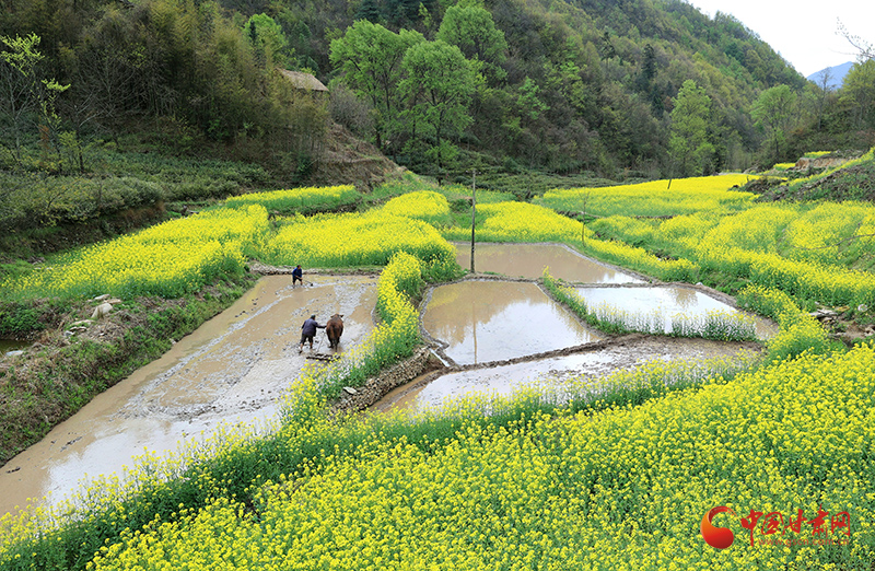 【陇南】陇南康县：不负好春光 水稻育秧忙_fororder_1