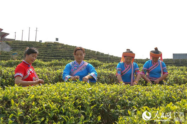 图片默认标题_fororder_茶农采摘春茶_副本