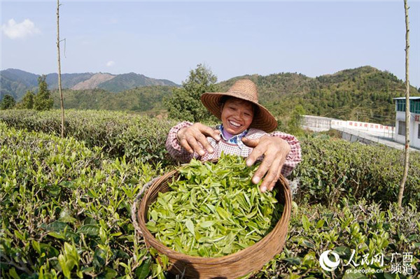 图片默认标题_fororder_茶农采摘春茶2_副本