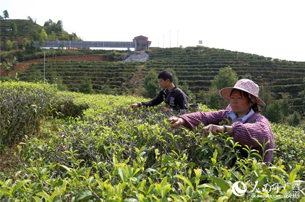 图片默认标题_fororder_茶农采摘春茶3_副本