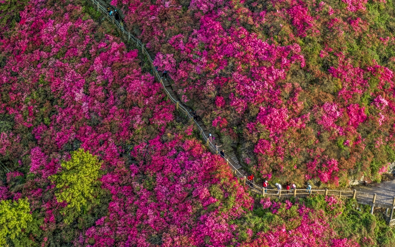 武汉黄陂：杜鹃花开满山红