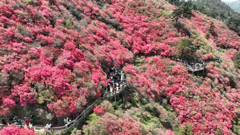 武汉黄陂：杜鹃花开满山红