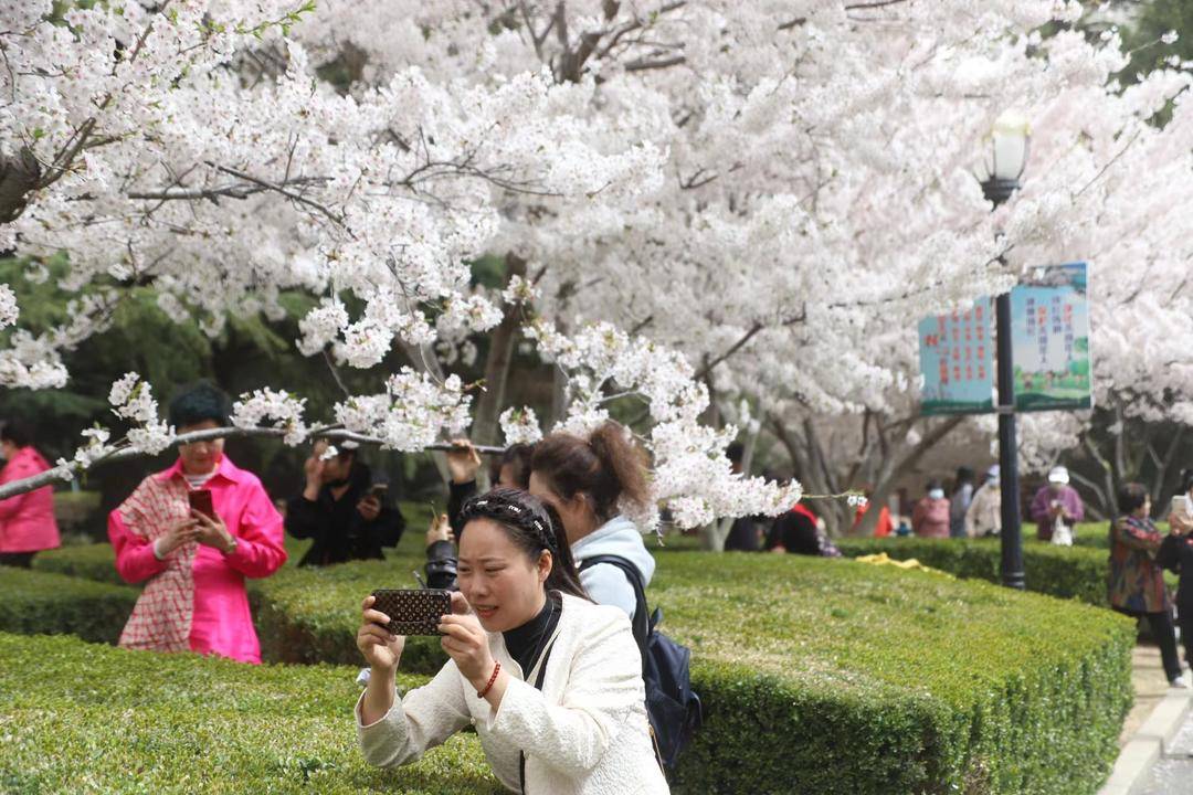 大连劳动公园樱花抢先盛开