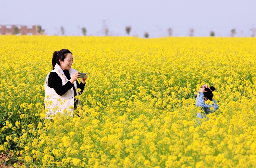 河南安阳：油菜花海 乐享春光