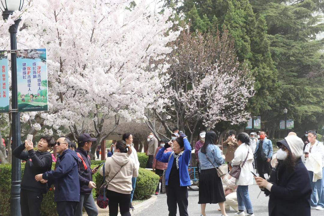 大连劳动公园樱花抢先盛开