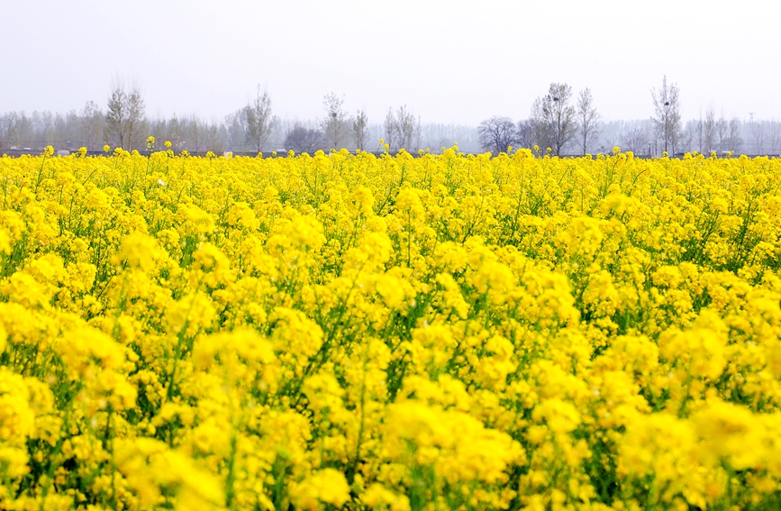 河南安阳：油菜花海 乐享春光