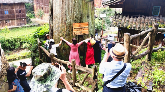 （供稿）贵州雷山：秃杉庭院“方寸地” 变身增收“致富园”_fororder_图为到格头旅游观光的游客在千年秃杉王合影