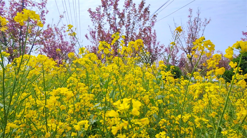 【原创】南阳镇平：十里晚樱花盛开 花团锦簇香四溢_fororder_樱花树下套种的油菜 摄影 时君洋