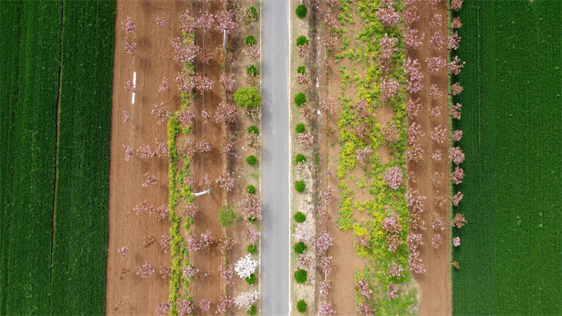 【原创】南阳镇平：十里晚樱花盛开 花团锦簇香四溢_fororder_俯瞰樱花 摄影 时君洋摄