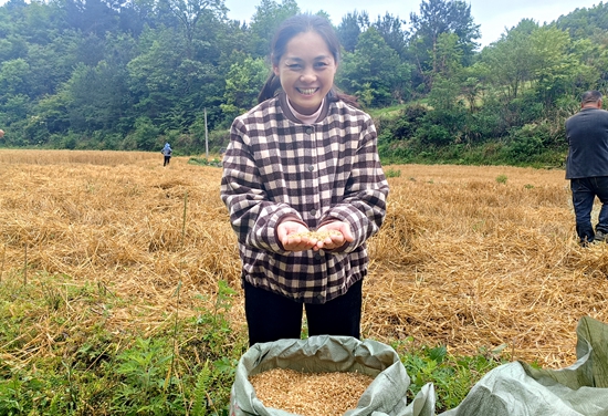 贵州平塘：风吹麦浪香  农机挑起麦收大梁_fororder_农户丰收喜悦