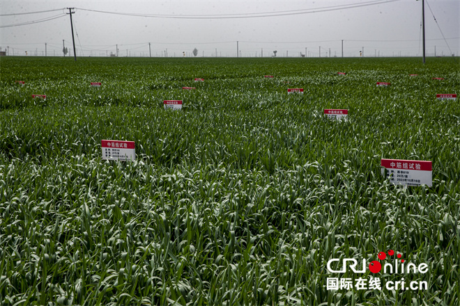 藏粮于地 筑牢粮食安全“压舱石”_fororder_大荔县韦林镇小麦试验田块。