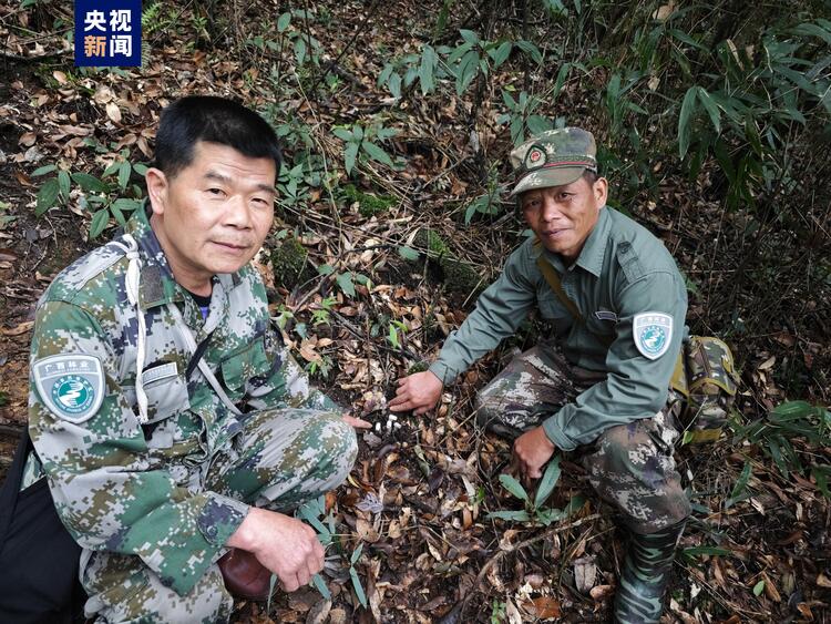 广西一地首次发现水晶兰 无需阳光就能开花的植物你见过吗？