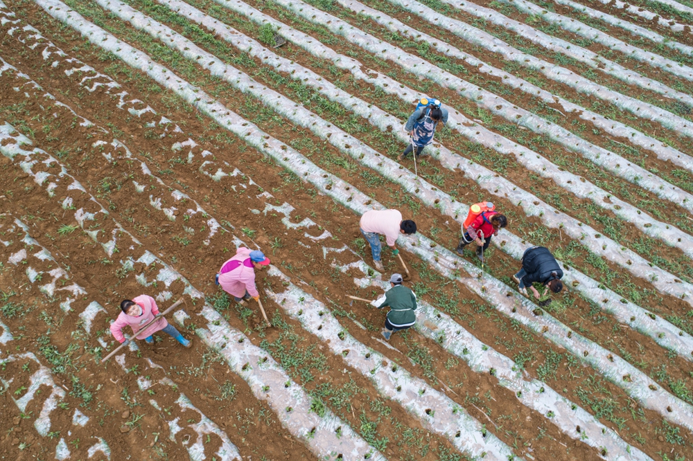 贵州黔西：初夏辣椒种植忙_fororder_2023年5月10日，贵州省黔西市洪水镇洪箐村辣椒种植基地，村民抢抓农时和土壤墒情种植辣椒（无人机照片）。DJI_0030.JPG