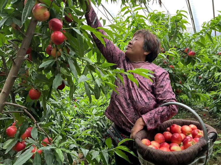 渭南市大荔县埝桥镇：大棚油桃脆甜可口 百姓致富有奔头_fororder_微信图片_20230511151623