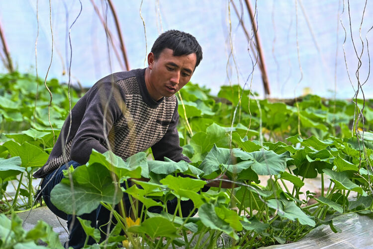 昔日戈壁荒滩 今朝果蔬飘香——新疆设施农业高质量发展见闻