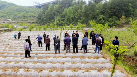 （供稿）贵州瓮安：田间地头开课堂 烤烟移栽“充电”忙_fororder_1