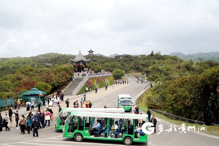 赏花游持续升温 百里杜鹃30天接待游客200余万人次