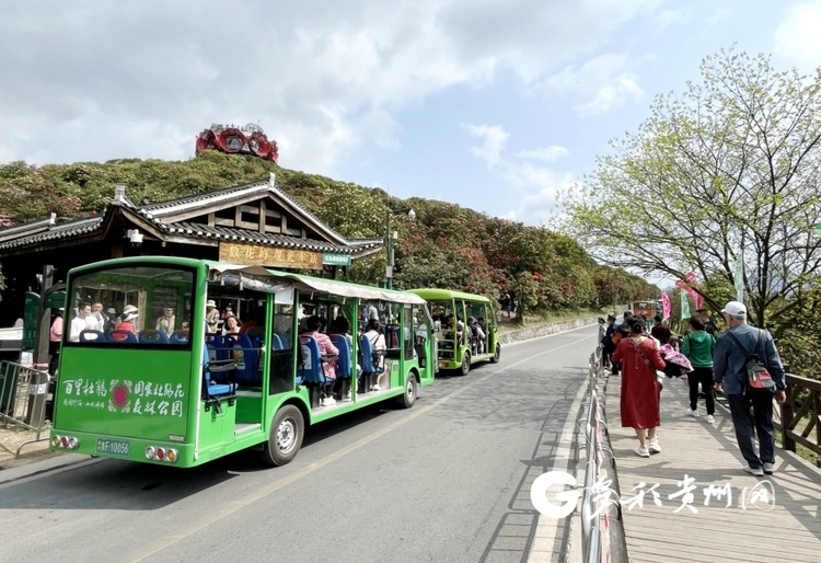 赏花游持续升温 百里杜鹃30天接待游客200余万人次