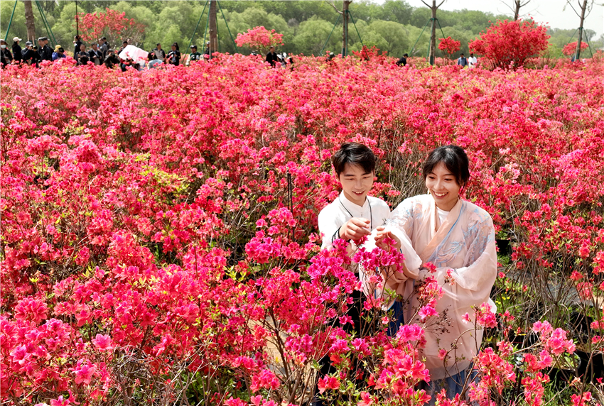 第四届中国·淮安精品盆景展暨第二届淮安杜鹃赏花节开幕_fororder_2