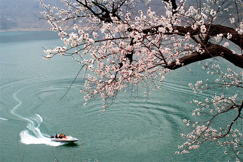 安阳林州 ：太行春意浓 赏花正当时_fororder_图片9