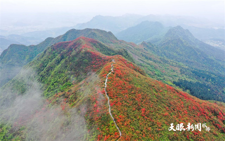 贵州丹寨：杜鹃花海美如画