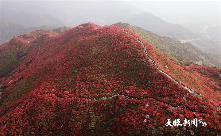 贵州丹寨：杜鹃花海美如画