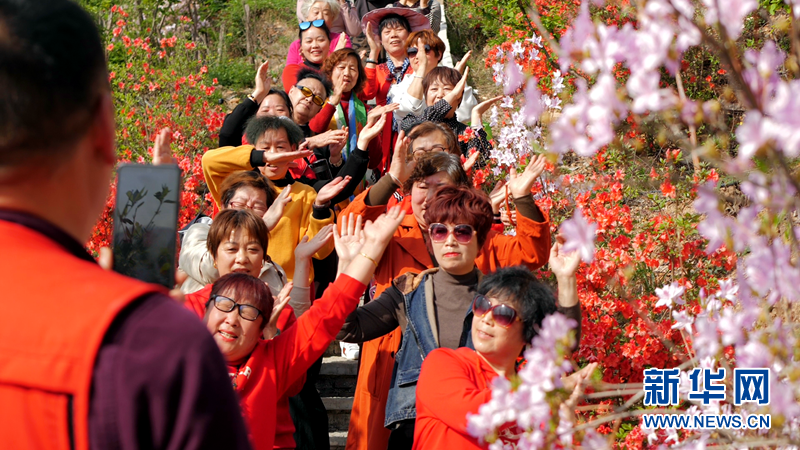 湖北荆山：四月杜鹃花争艳