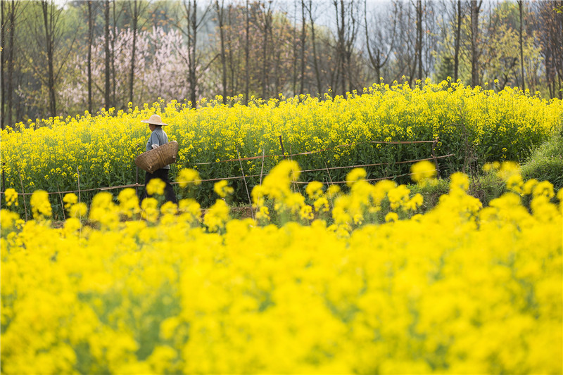 信阳市新县：油菜花开 乡村如画_fororder_干活归来  蒋仑 摄