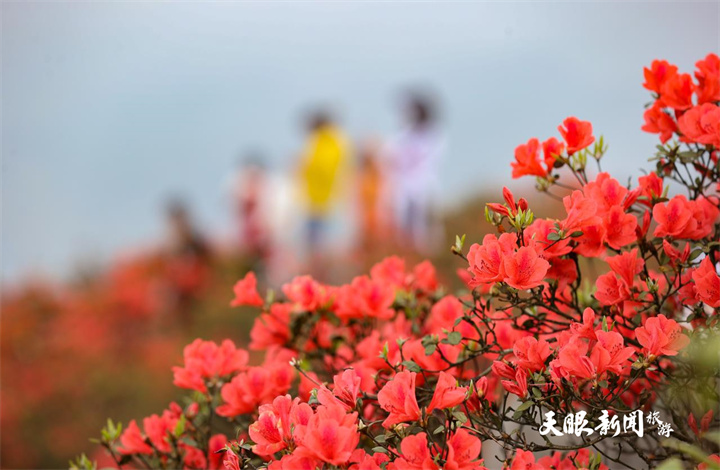 贵州丹寨：杜鹃花海美如画