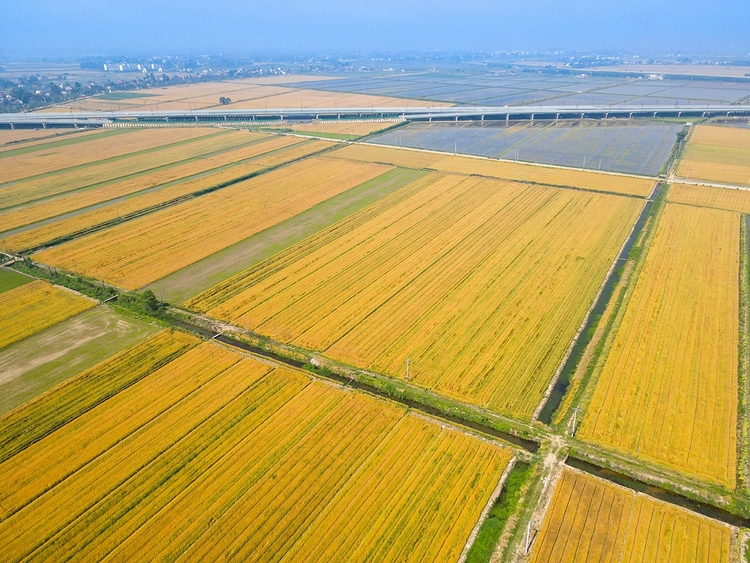 合肥庐江：小满时节 “丰”景如画_fororder_DJI_0871