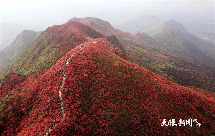 贵州丹寨：杜鹃花海美如画