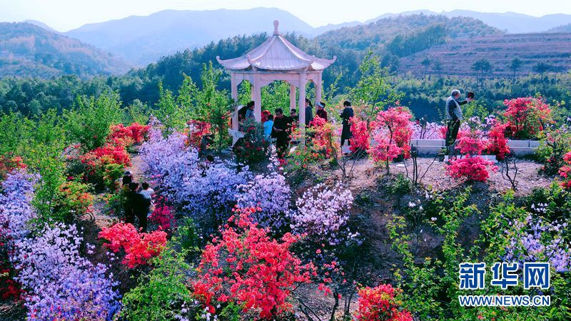 湖北荆山：四月杜鹃花争艳