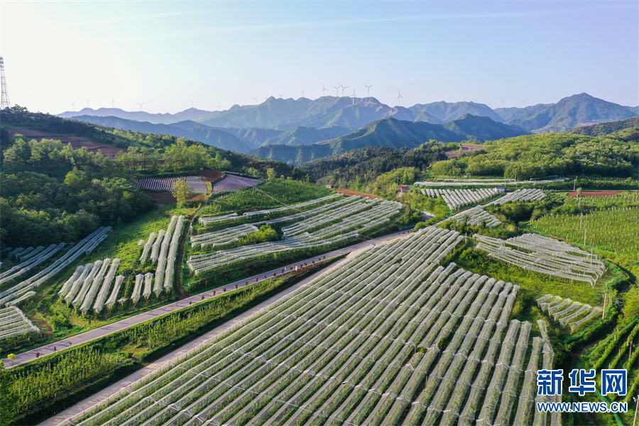 河南省三门峡市卢氏县：绿染山川满眼新