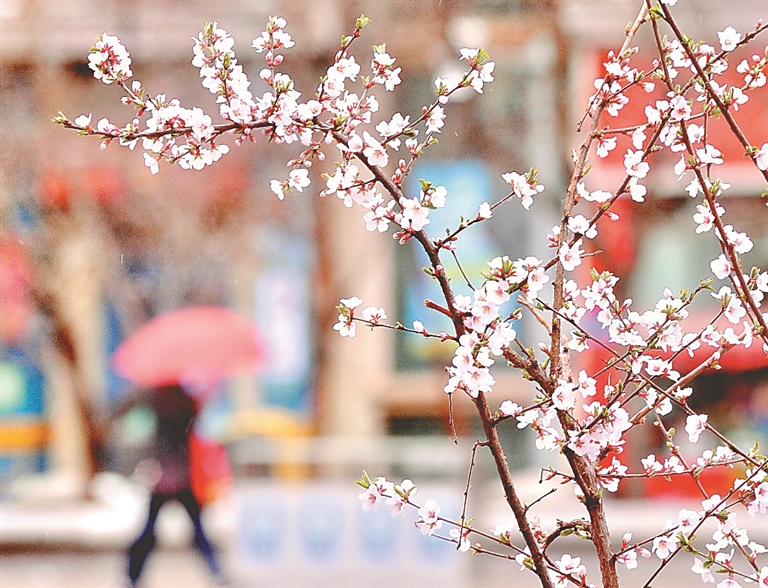 春雨润冰城