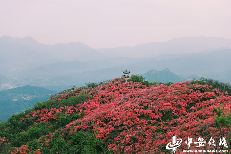 六安太平山：万亩野生杜鹃花海“带红”乡村游_fororder_W020230419809425668594