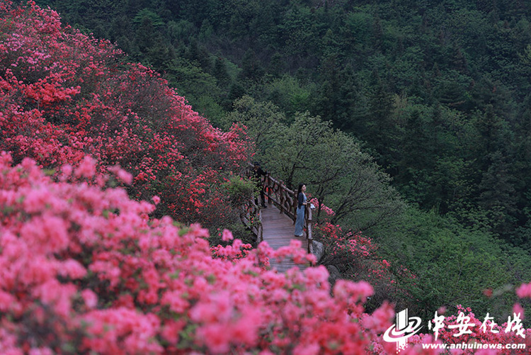 六安太平山：万亩野生杜鹃花海“带红”乡村游_fororder_W020230419809425381654