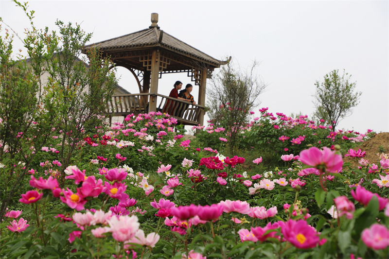 【原创】信阳市商城县：芍药花开引游人_fororder_芍药花色彩艳丽，美不胜收的景致吸引了众多游人前往观赏。