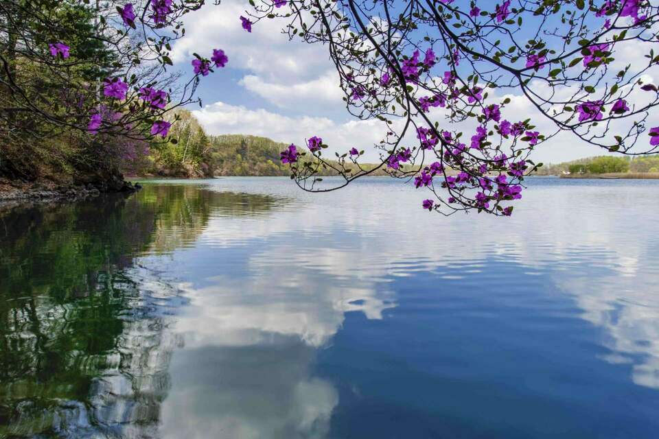 5月漫山杜鹃香 吉林龙湾野生杜鹃花卉旅游节4月29日启幕_fororder_龙湾杜鹃　张吉顺摄影